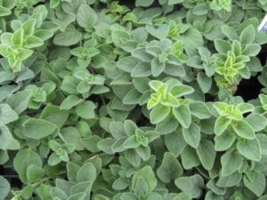 Origanum Vulgare - Ingredient