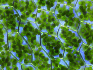 Chlorophyll (Plagiomnium Affine Laminazellen)