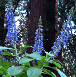 Plectranthus Barbatus - Ingredient