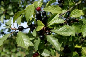 Rhamnus Frangula - Ingredient