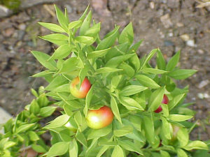 Ruscus Aculeatus - Ingredient