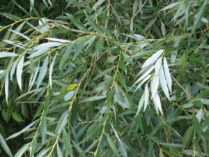 Salix Alba - Ingredient