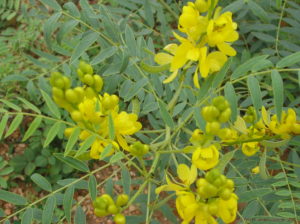 Senna Alexandrina - Ingredient