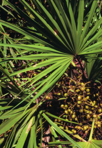 Serenoa Repens - Ingredient