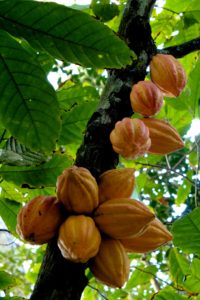 Theobroma Cacao - Ingredient