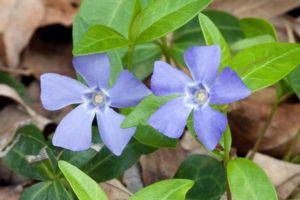 Vinca Minor - Ingredient