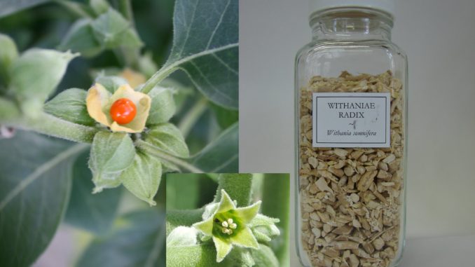 The Supplements with Ashwagandha