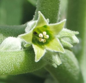 Withania Somnifera - Flower