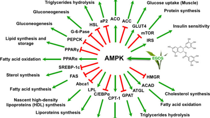 EGCG induces changes in proteins and genes that are mediated by AMPK
