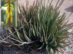 Aloe Vera - Ingredient