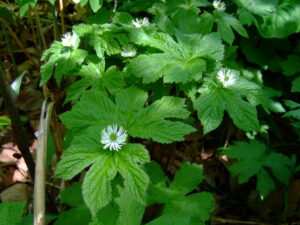 Hydrastis Canadensis - Ingredient