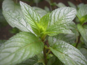 Mentha X Piperita - Ingredient