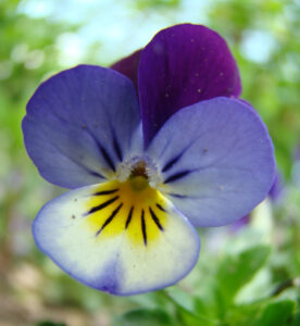 Viola Tricolor (Pansy) - Ingredient