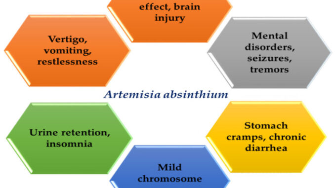 Schematic representation of different side effects of A. absinthium and its related compounds.