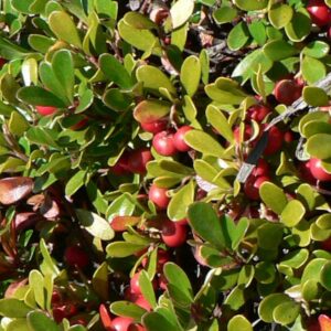 Arctostaphylos Uva Ursi