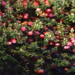 Cranberry (Vaccinium Macrocarpon) - Ingredient