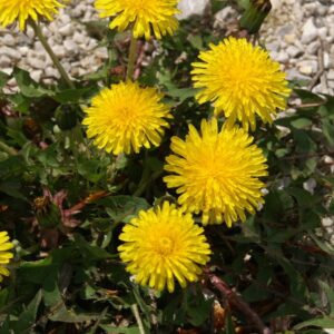 Dandelion (Taraxacum Officinale) - Ingredient