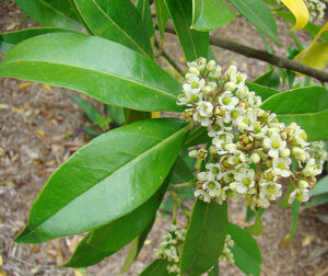 Yerba Mate (Ilex Paraguariensis) - Ingredient