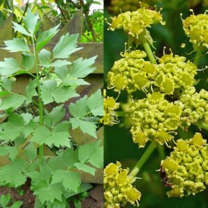 Lovage (Levisticum Officinale) - Ingredient