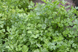 Parsley (Petroselinum Crispum) - Ingredient