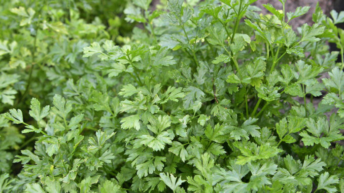 The Supplements with Parsley