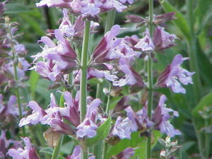 Sage (Salvia Officinalis) - Ingredient