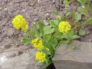 Goldenrod (Solidago Virgaurea) - Ingredient