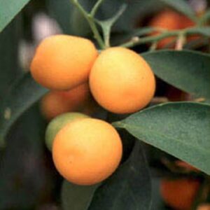 Citrus Japonica - Ingredient