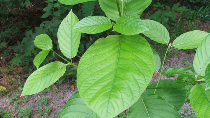The Supplements with Kratom