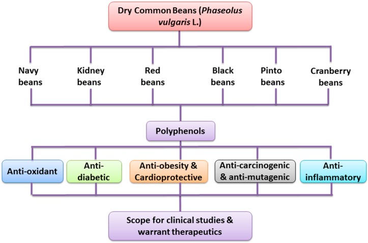 Health promoting effects of polyphenol-rich dry common beans.